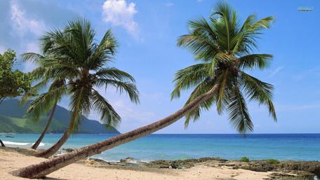 Tropical Paradise with Lush Palm Trees and Clear Blue Ocean wallpaper