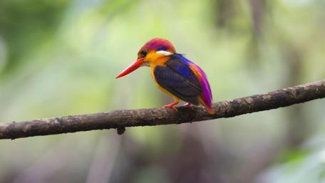 Vibrant Bird Perched in Natural Habitat wallpaper