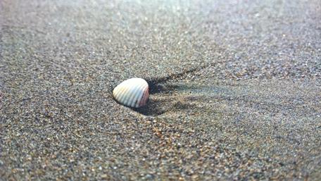Serene Shell on Sandy Shore wallpaper