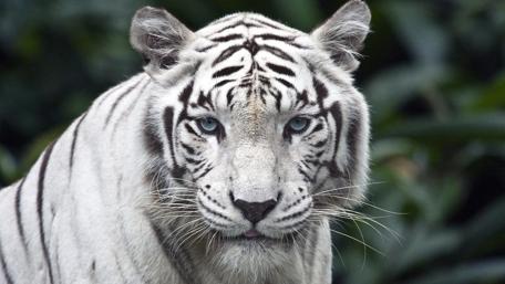Majestic White Tiger in the Wild wallpaper