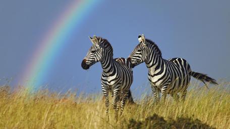 Zebras Under a Vibrant Rainbow Sky wallpaper
