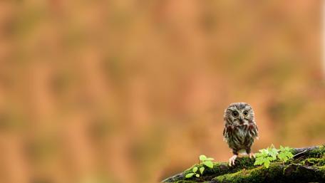 Tiny Owl in Enchanting Forest Setting wallpaper