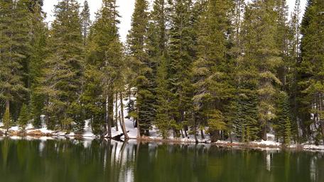 Lush Pines by Tranquil Lake Scene wallpaper