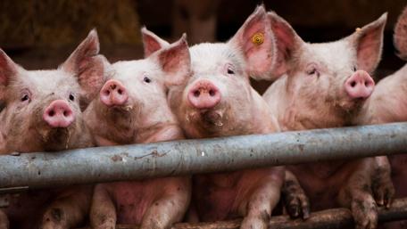 Curious Pigs in a Farm Setting wallpaper