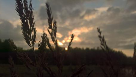Serene Sunset Through Grassy Silhouettes wallpaper