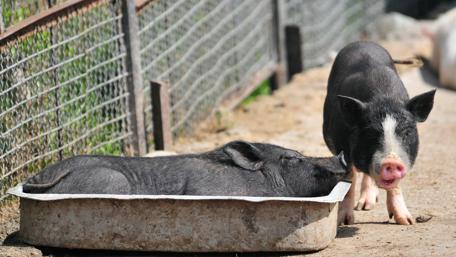 Adorable Pigs Relaxing Together wallpaper