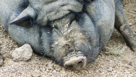 Relaxing Pig in Nature's Embrace wallpaper