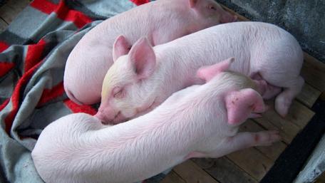 Adorable Baby Pigs Sleeping Together wallpaper