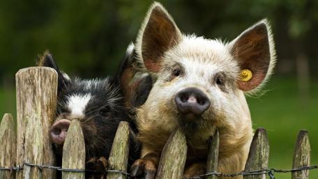 Adorable Pigs Behind a Wooden Fence Showcase wallpaper