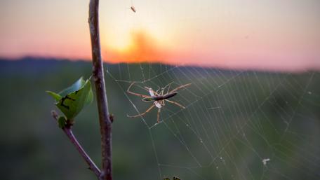 Spooky Spider at Sunset wallpaper