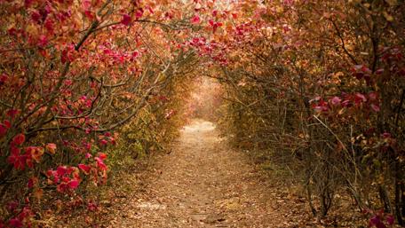 Autumn Flower Lane in High Resolution wallpaper