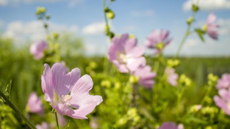 Blooming Pink Flowers in a Sunlit Field wallpaper