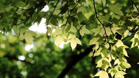 Whisper of the Green Canopy wallpaper