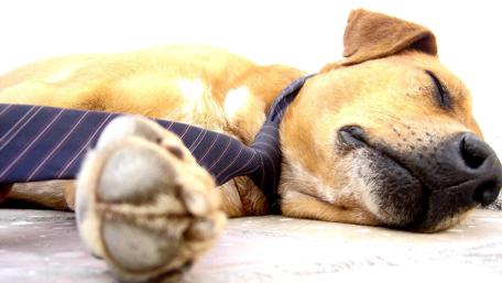 Adorable Office Napper wallpaper