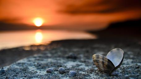 Golden Sunset Over Shell-Strewn Beach wallpaper