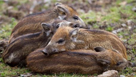 Adorable Piglet Pile in the Wild wallpaper