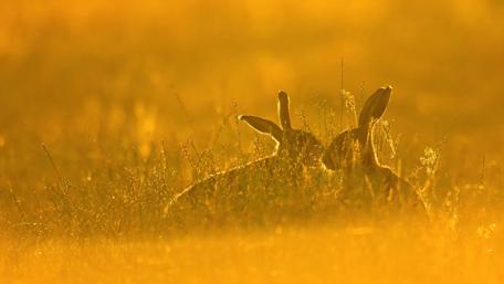 Serene Rabbits at Sunset Glow wallpaper