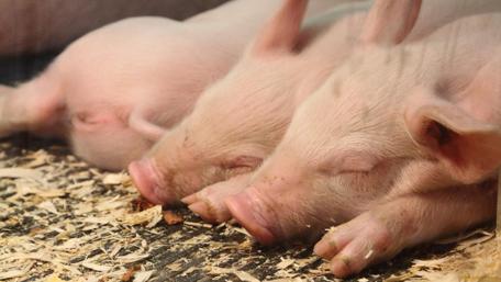 Adorable Sleeping Piglets in Cozy Nesting Spot wallpaper