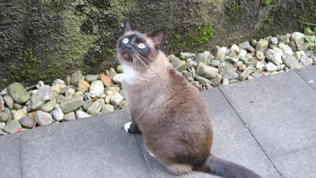 Siamese Cat Wondering About Nature's Beauty wallpaper