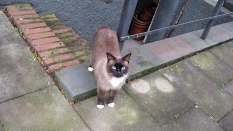 Siamese Cat in Urban Setting wallpaper