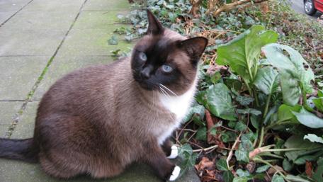 Siamese Cat Amidst Greenery wallpaper