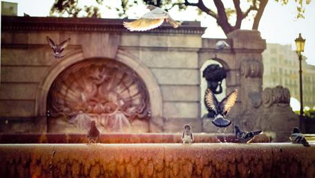 Dancing Birds in Sunlight wallpaper