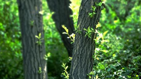 Emerging Life in Springtime Woods wallpaper