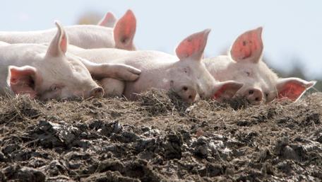 Sleepy Pigs Enjoying a Sunny Day in the Muddy Field wallpaper