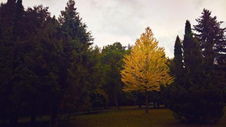 Golden Autumn Serenity in the Forest wallpaper