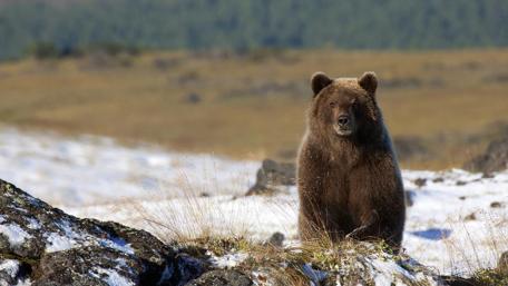 Wild Bear Roaming the Snowy Wilderness wallpaper