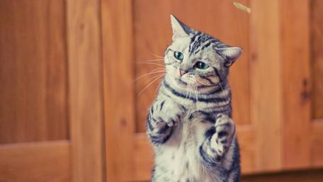 Playful Paws in Motion wallpaper