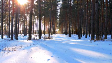 Serene Winter Forest Pathway Beyond Trees Frosted Ground wallpaper