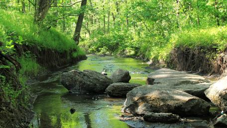Serene Stream in a Lush Green Forest wallpaper