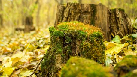 Serene Forest Stump Covered in Moss wallpaper