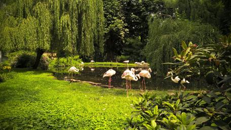Flamingos in a Serene Natural Oasis wallpaper
