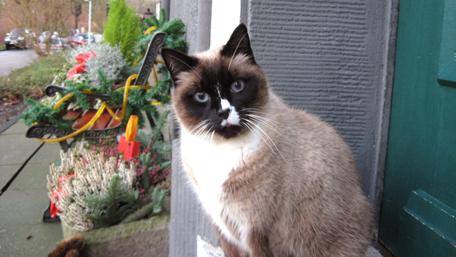 Siamese Cat Portrait on a Charming Doorstep wallpaper