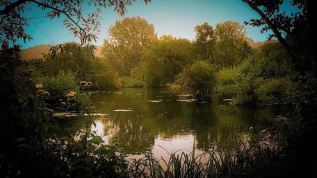 Tranquil Reflections by the Water's Edge wallpaper