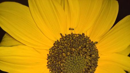 Bright Sunflower with Tiny Visitor wallpaper