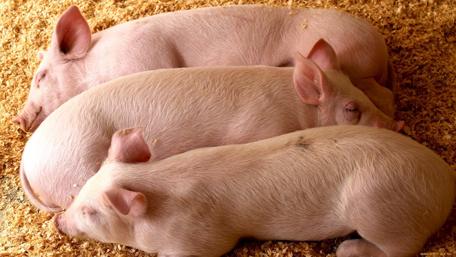 Sleepy Pigs Relaxing in Their Cozy Space wallpaper