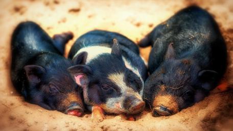 Adorable Piglets Enjoying a Cozy Nap wallpaper