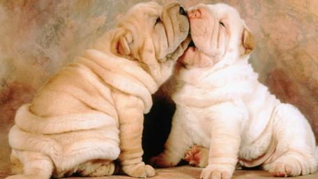 Wrinkled Shar-Pei Puppies' Tender Moment wallpaper