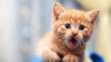 Sleepy Ginger Kitten Mid-Yawn wallpaper