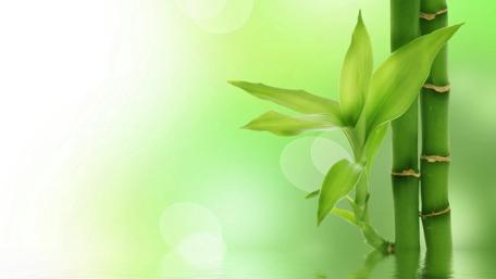 Tranquil Bamboo Reflection wallpaper