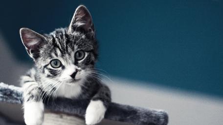 Adorable Kitten in a Playful Stance wallpaper