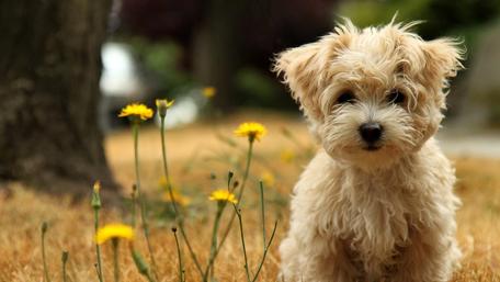 Adorable Fluffy Puppy in Nature wallpaper