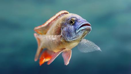 Majestic Fish in Aquarium wallpaper