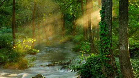 Sunlit Forest Stream wallpaper