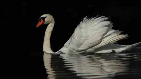 Elegant Swan Gliding Across Still Waters wallpaper