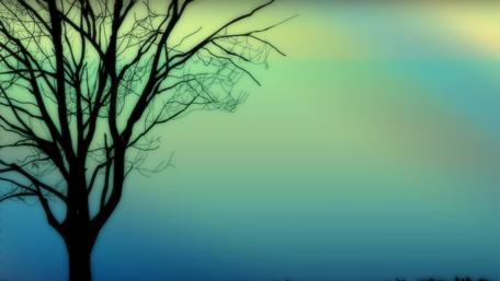 Ethereal Tree Silhouette in Gentle Hues wallpaper