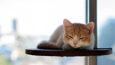 Charming Cat Relaxing by the Window wallpaper